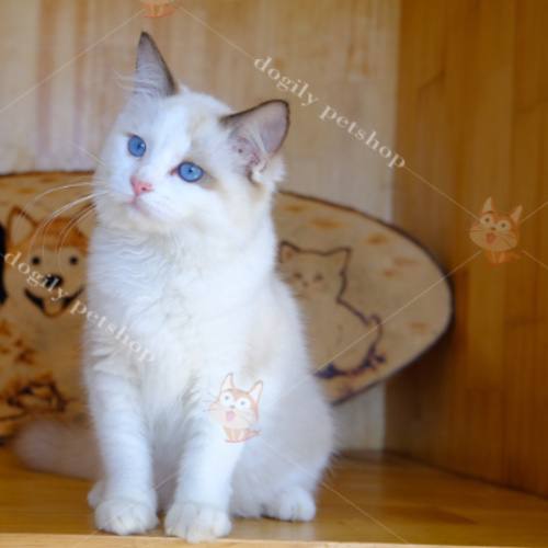 Mèo Ragdoll nhỏ