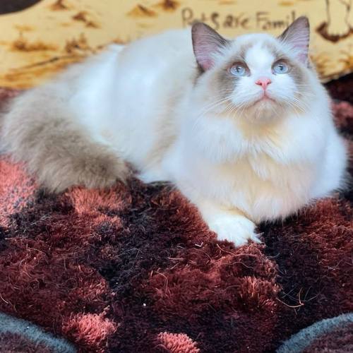 Mèo Ragdoll thuần chủng